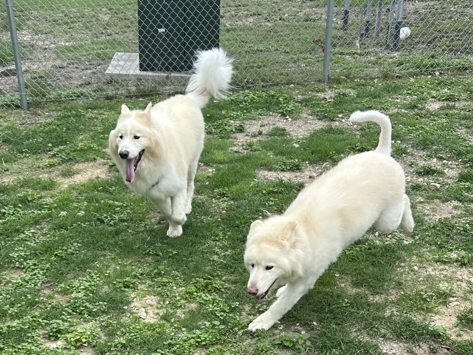 Kadabra, a Adoptable Samoyed in Cibolo, TX image 2/2