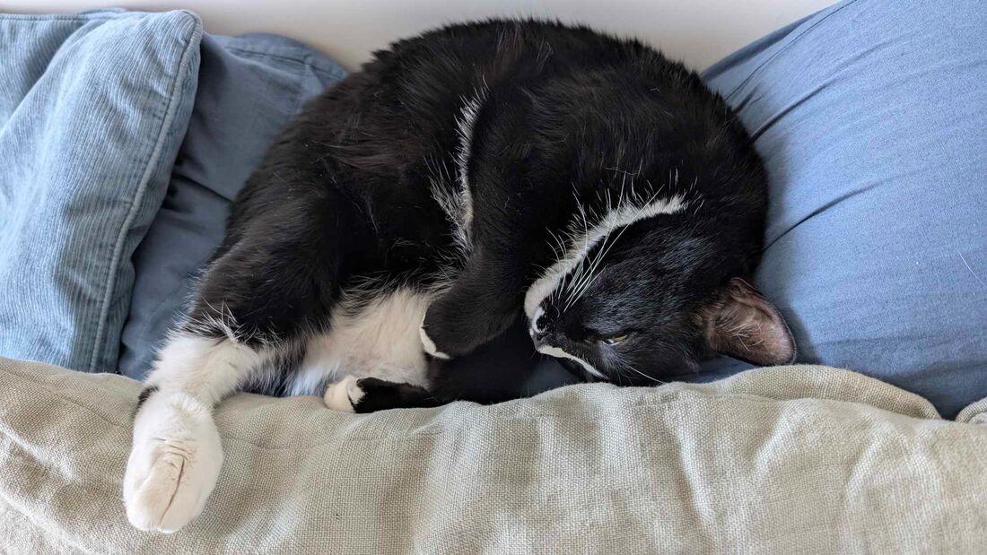 Marble, an adoptable mixed breed in Mississauga, ON image 2/3