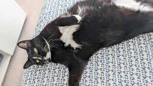 Marble, an adoptable mixed breed in Mississauga, ON image 3/3