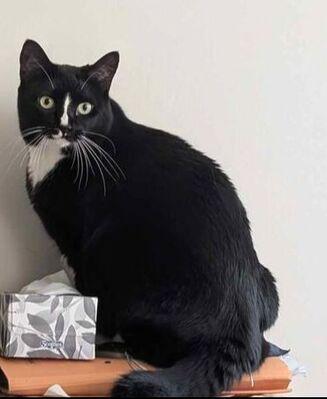 Marble, adoptable, Adult Female Domestic Short Hair.