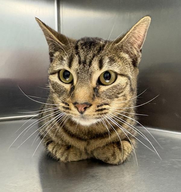 Enlarge Jasper, a Adoptable mixed breed in Sioux City, IA image 1/1