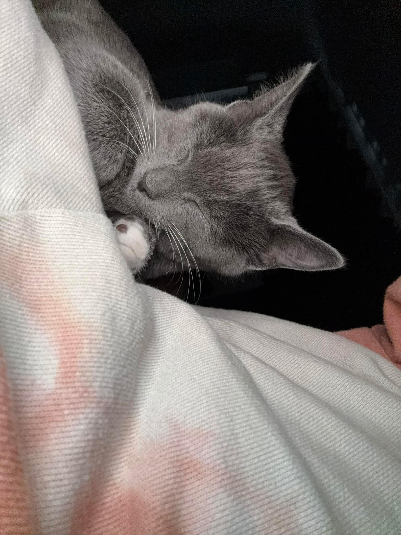 Enlarge Thalia, an adopted Domestic Short Hair in Roachdale, IN image 4/6