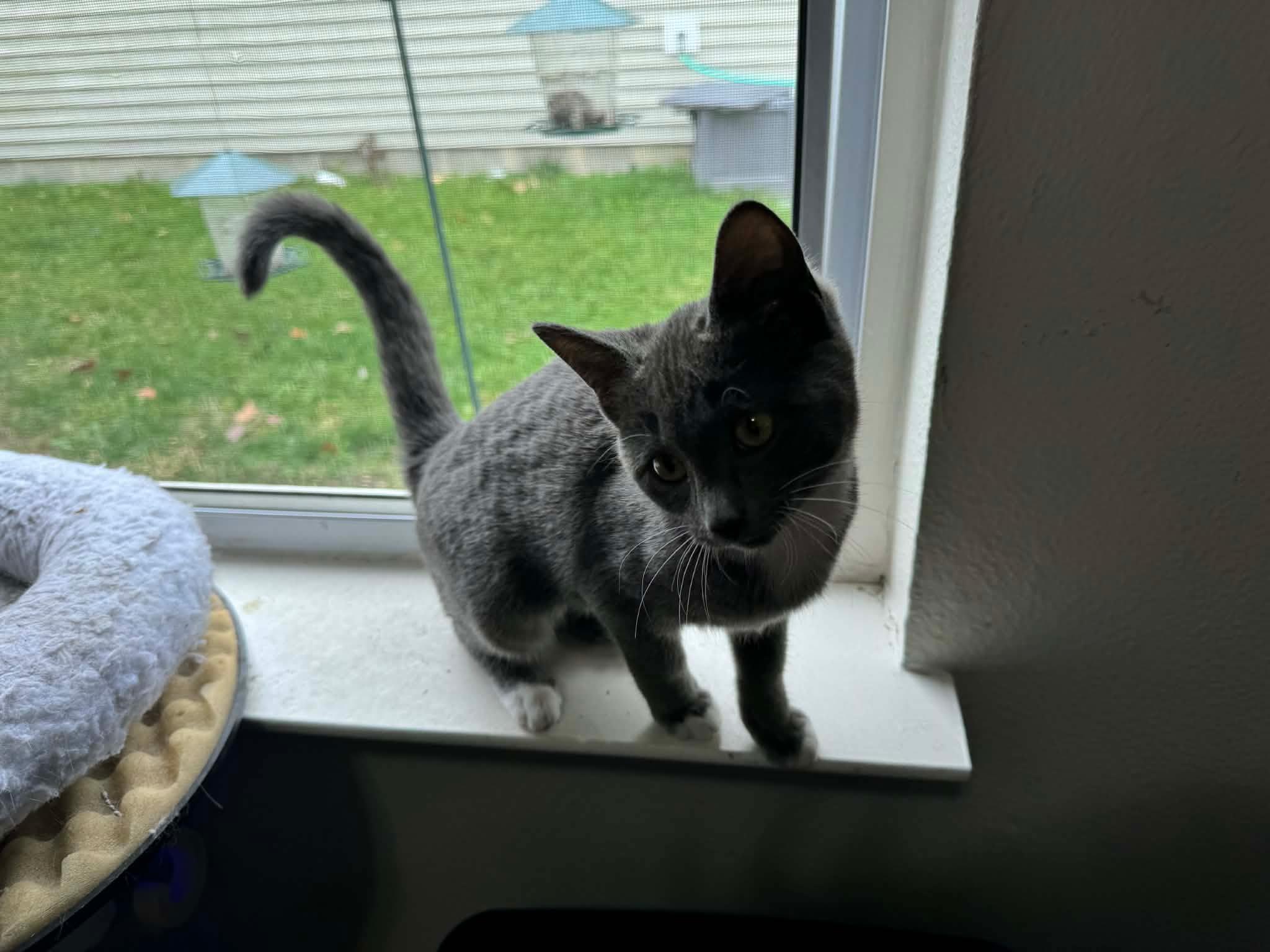 Enlarge Thalia, an adopted Domestic Short Hair in Roachdale, IN image 6/6