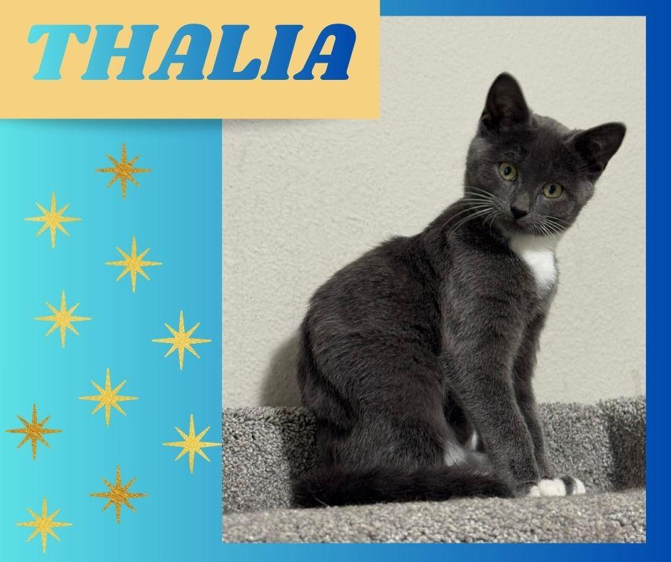 Enlarge Thalia, an adopted Domestic Short Hair in Roachdale, IN image 1/6