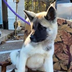 Zuki, a Adopted Akita in Suffield, CT image 1/2