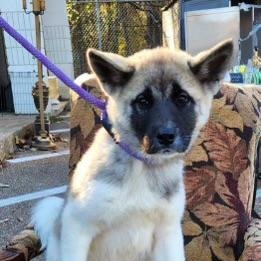 Zuki, a Adopted Akita in Suffield, CT image 2/2