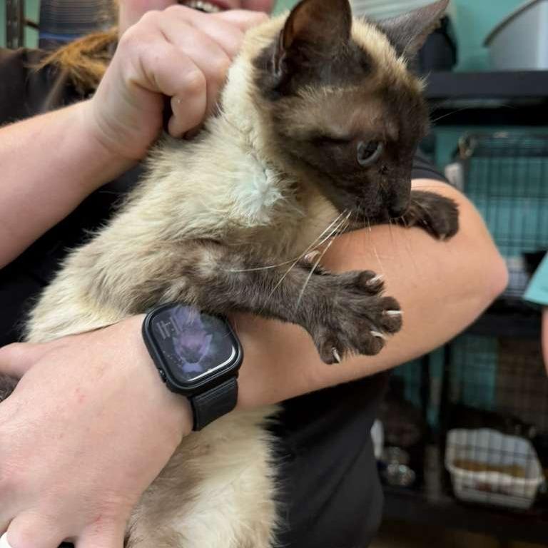 Enlarge Toast, a Adoptable Domestic Short Hair in Gadsden, AL image 1/3