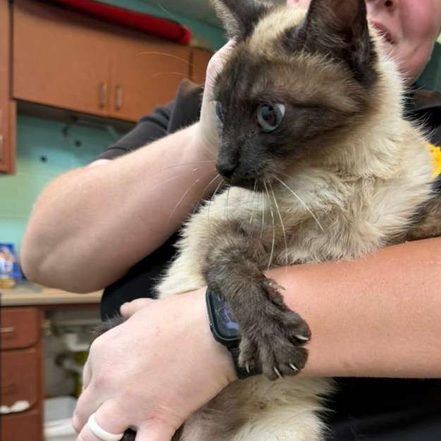 Enlarge Toast, a Adoptable Domestic Short Hair in Gadsden, AL image 2/3