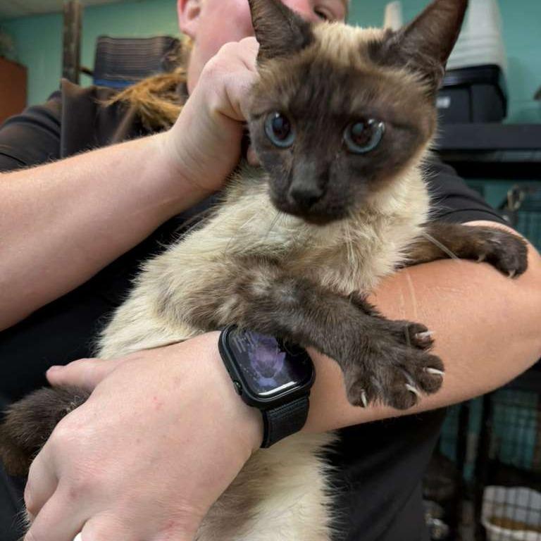 Enlarge Toast, a Adoptable Domestic Short Hair in Gadsden, AL image 3/3