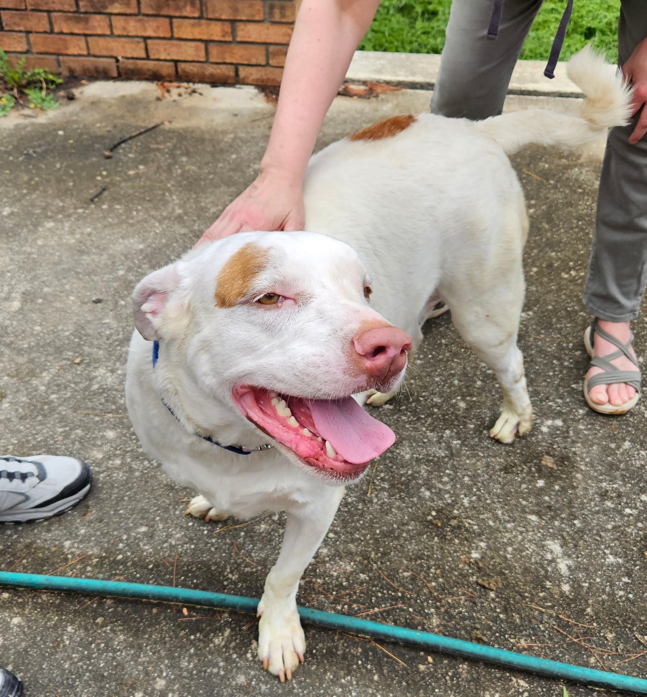 Heyboy, a Adoptable mixed breed in Sellersburg, IN image 5/6