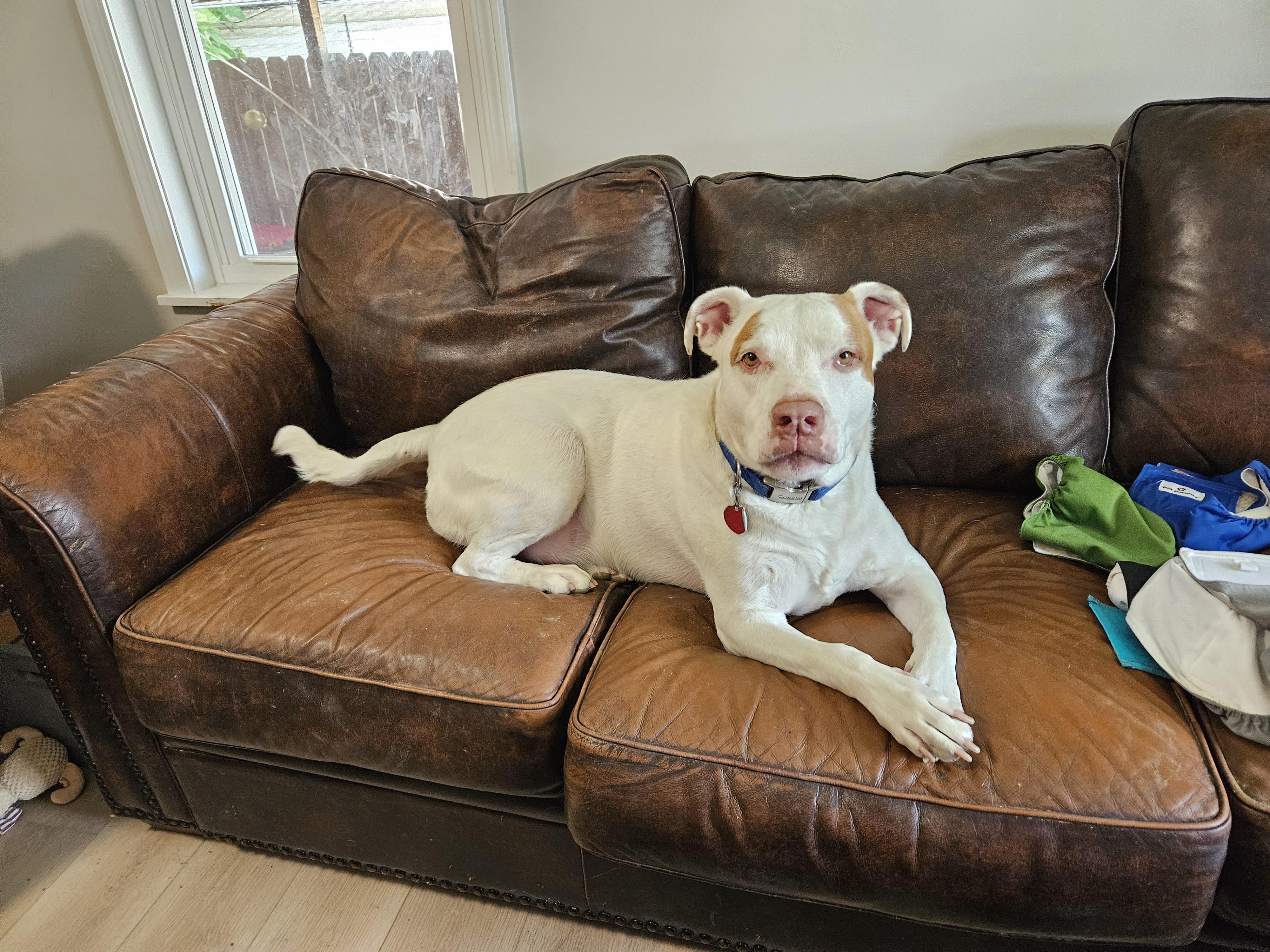Heyboy, a Adoptable mixed breed in Sellersburg, IN image 4/6