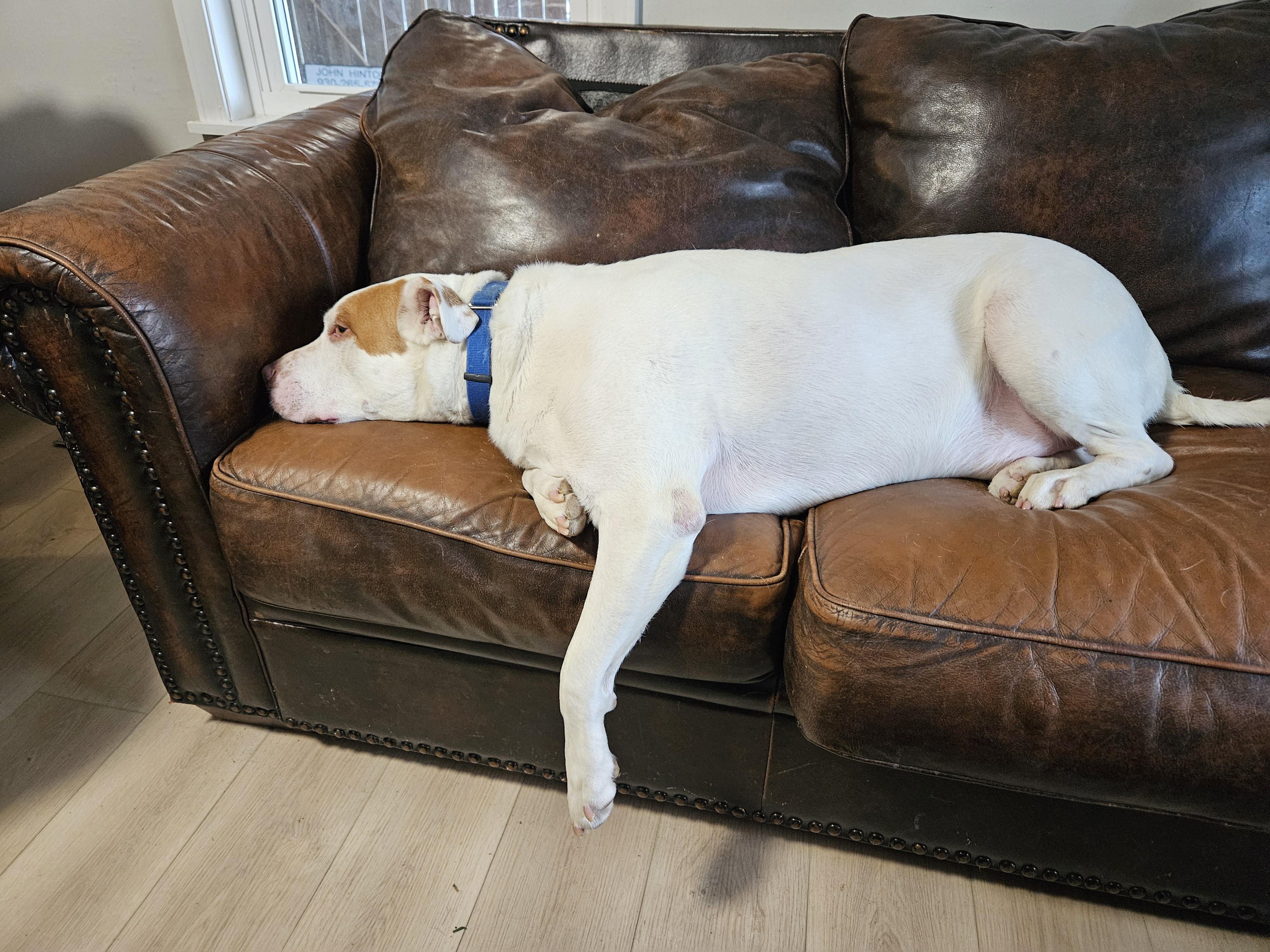 Heyboy, a Adoptable mixed breed in Sellersburg, IN image 6/6