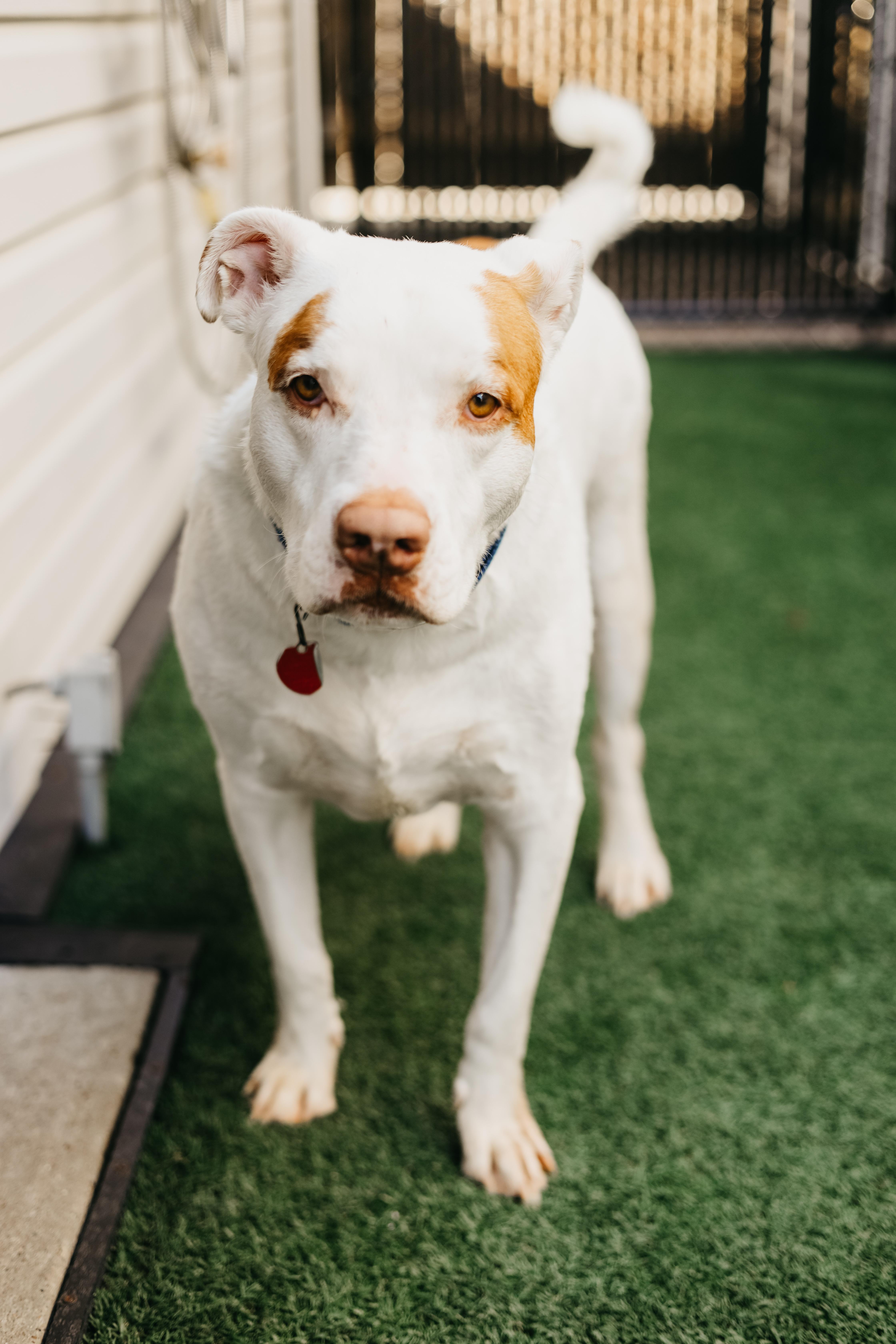 Heyboy, a Adoptable mixed breed in Sellersburg, IN image 1/6