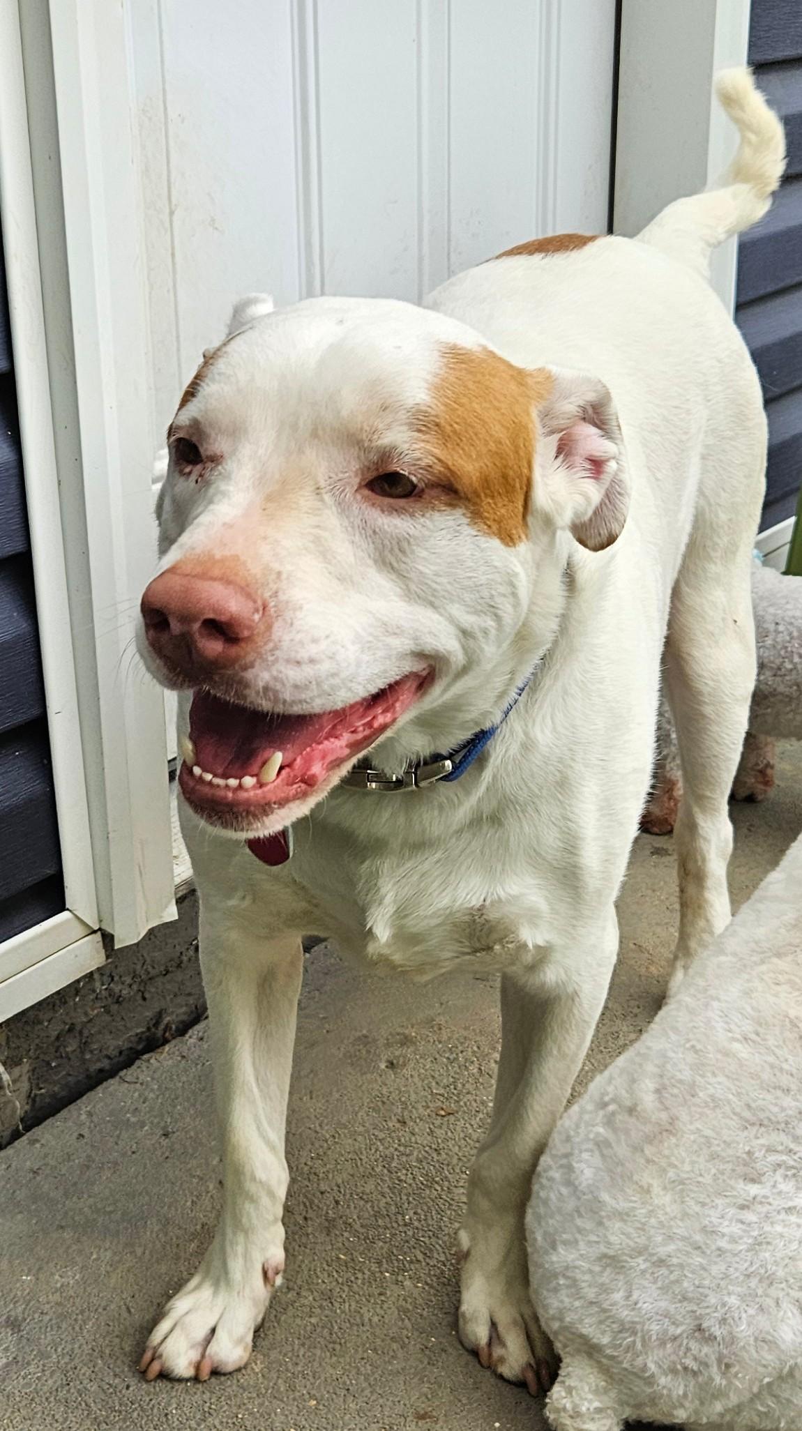Heyboy, a Adoptable mixed breed in Sellersburg, IN image 2/6