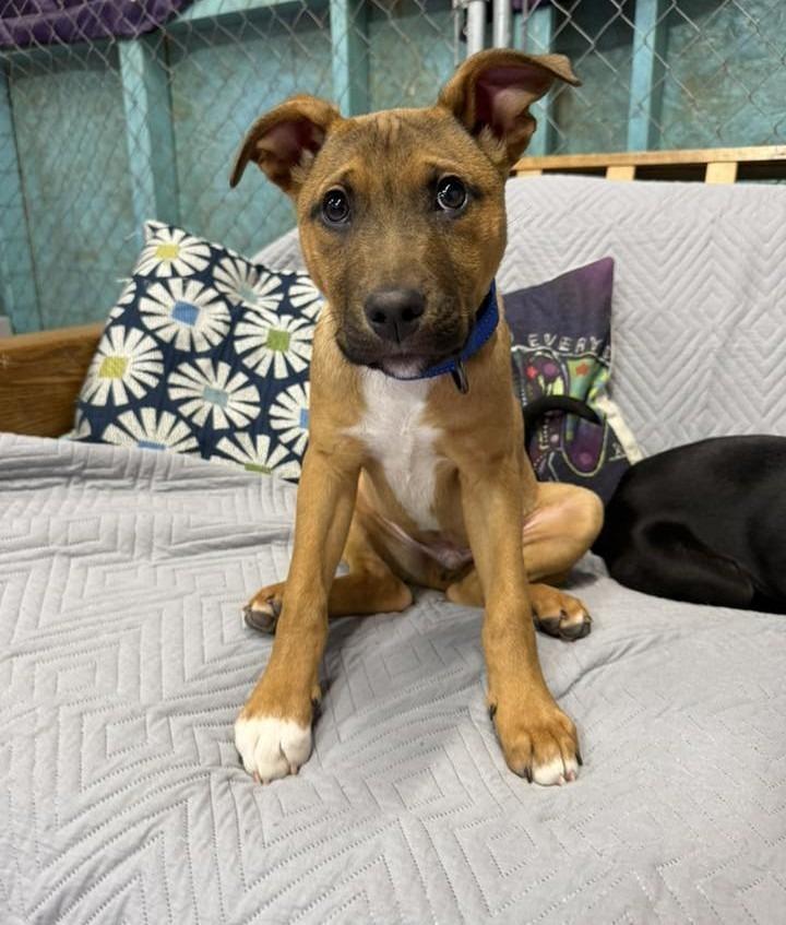 Gabriel $500, Adoptable, Puppy Male Plott Hound.