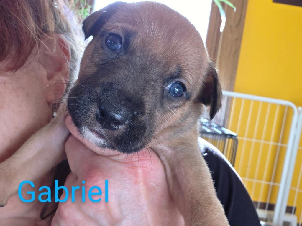 Gabriel $500, Adoptable, Puppy Male Plott Hound.