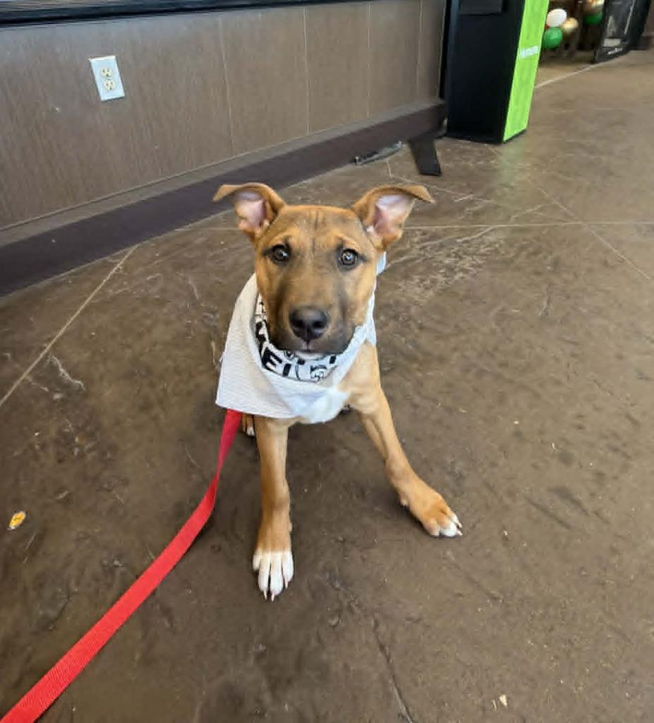 Enlarge Gabriel $500, a Adoptable mixed breed in Milwaukee, WI image 2/4
