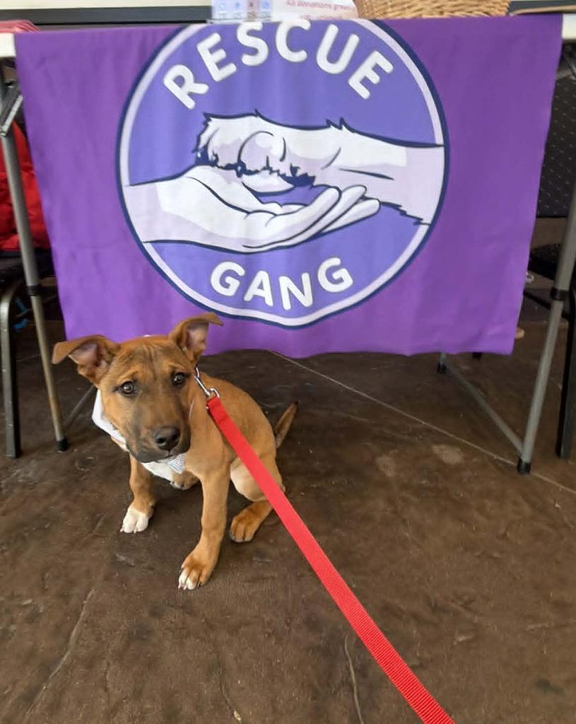 Enlarge Gabriel $500, a Adoptable mixed breed in Milwaukee, WI image 3/4