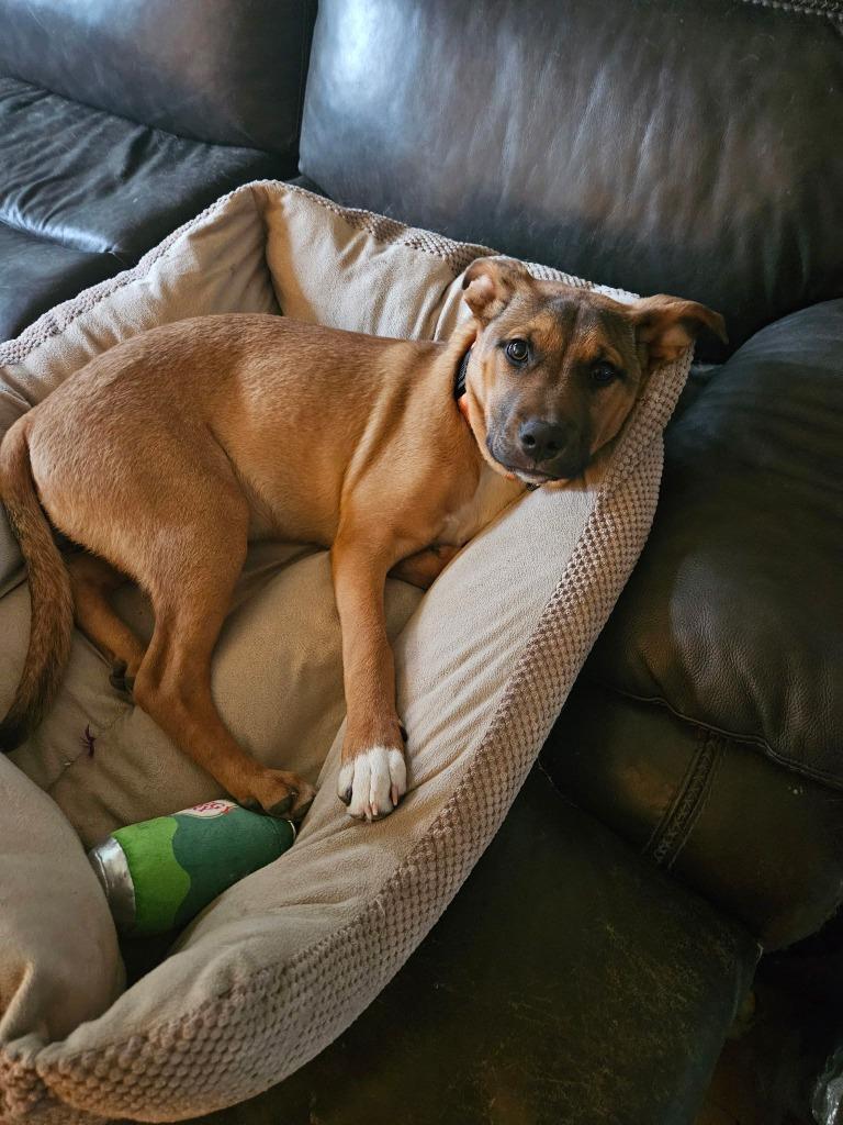 Gabriel $500, a Adoptable mixed breed in Milwaukee, WI image 3/4