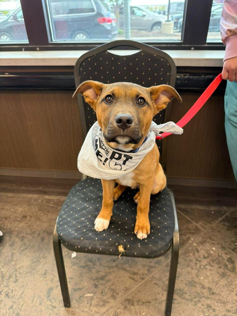 Enlarge Gabriel $500, a Adoptable mixed breed in Milwaukee, WI image 4/4