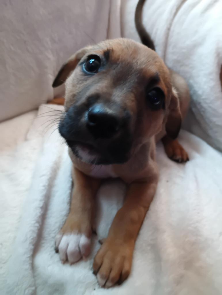 Enlarge Gabriel $500, a Adoptable mixed breed in Milwaukee, WI image 1/3