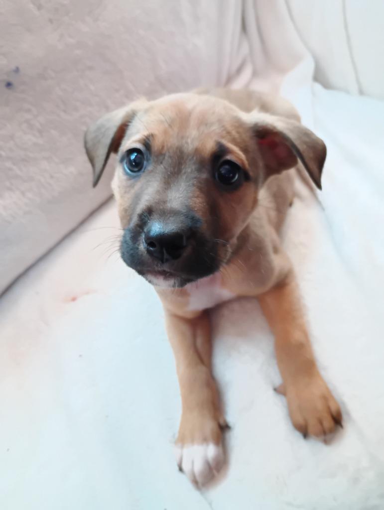 Enlarge Gabriel $500, a Adoptable mixed breed in Milwaukee, WI image 2/3