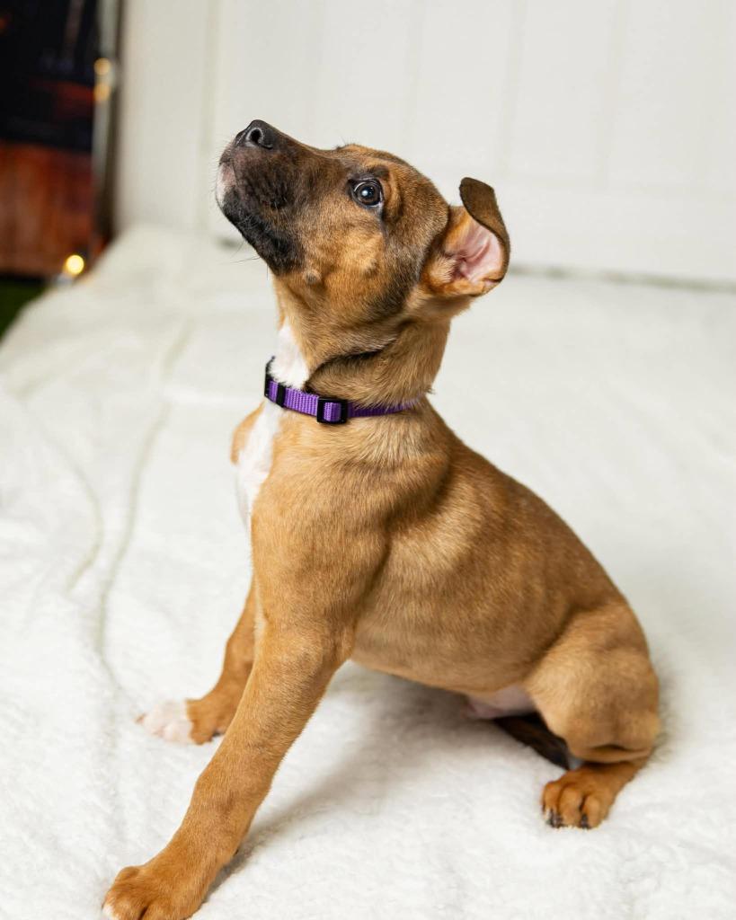 Enlarge Gabriel $500, a Adoptable mixed breed in Milwaukee, WI image 3/3