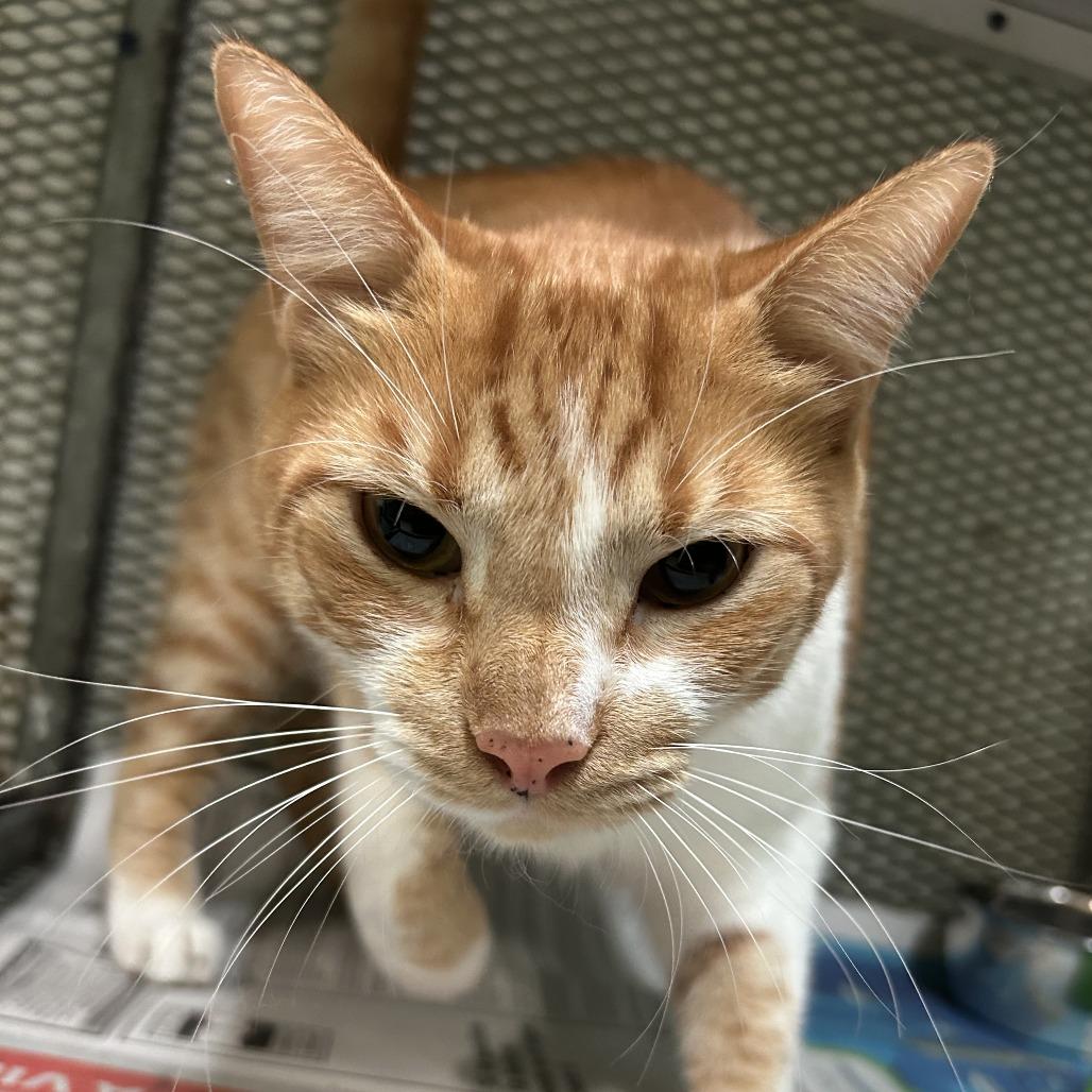 Iron Man, Adoptable, Adult Male Domestic Medium Hair.