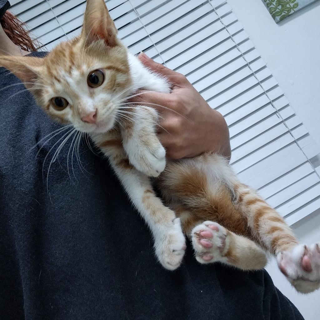 Iron Man, a Adoptable Domestic Medium Hair in Guaynabo, PR image 2/2