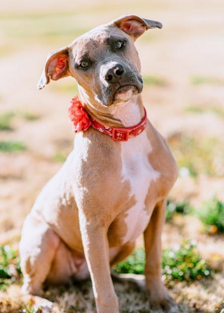 Jolene, Adoptable, Adult Female Pit Bull Terrier.