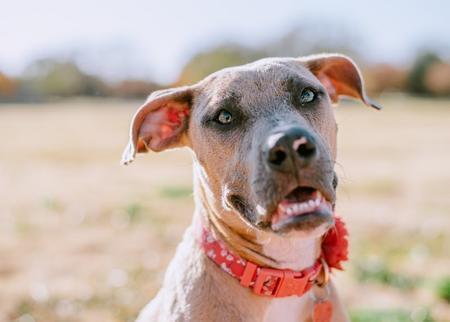 Enlarge Jolene, a Adoptable mixed breed in Lubbock, TX image 2/6