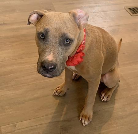 Enlarge Jolene, a Adoptable mixed breed in Lubbock, TX image 3/6