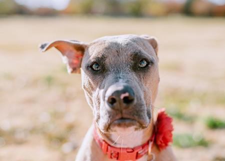 Enlarge Jolene, a Adoptable mixed breed in Lubbock, TX image 4/6