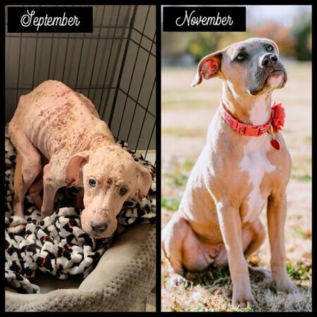 Enlarge Jolene, a Adoptable mixed breed in Lubbock, TX image 5/6