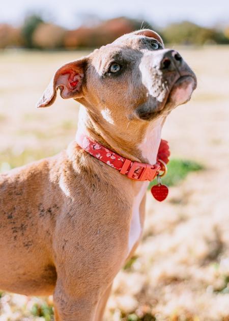 Enlarge Jolene, a Adoptable mixed breed in Lubbock, TX image 6/6