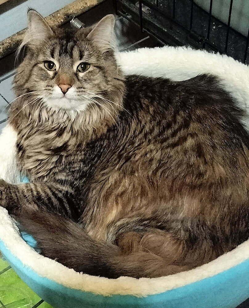 Harley, Adoptable, Adult Female Domestic Long Hair.