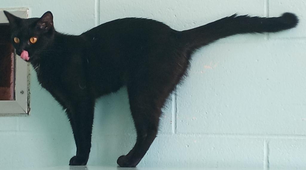 Melody, Adoptable, Adult Female Domestic Short Hair.