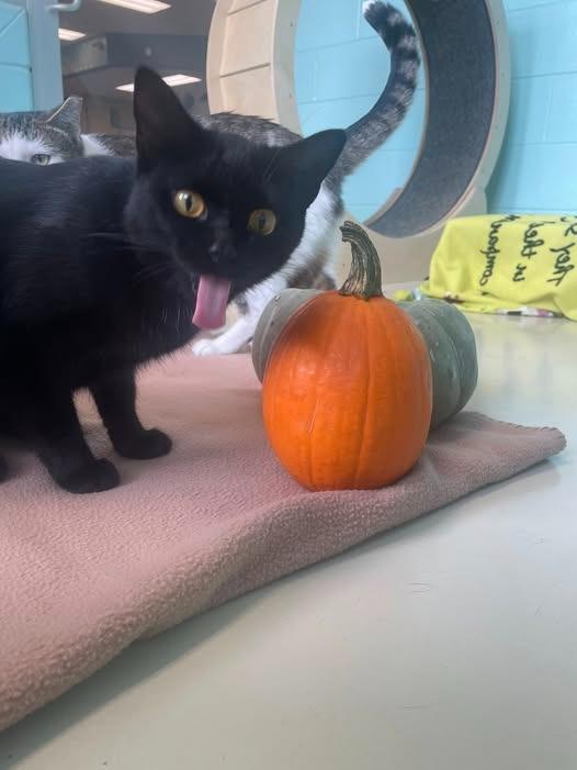 Melody, a Adoptable mixed breed in Hamilton, OH image 2/4