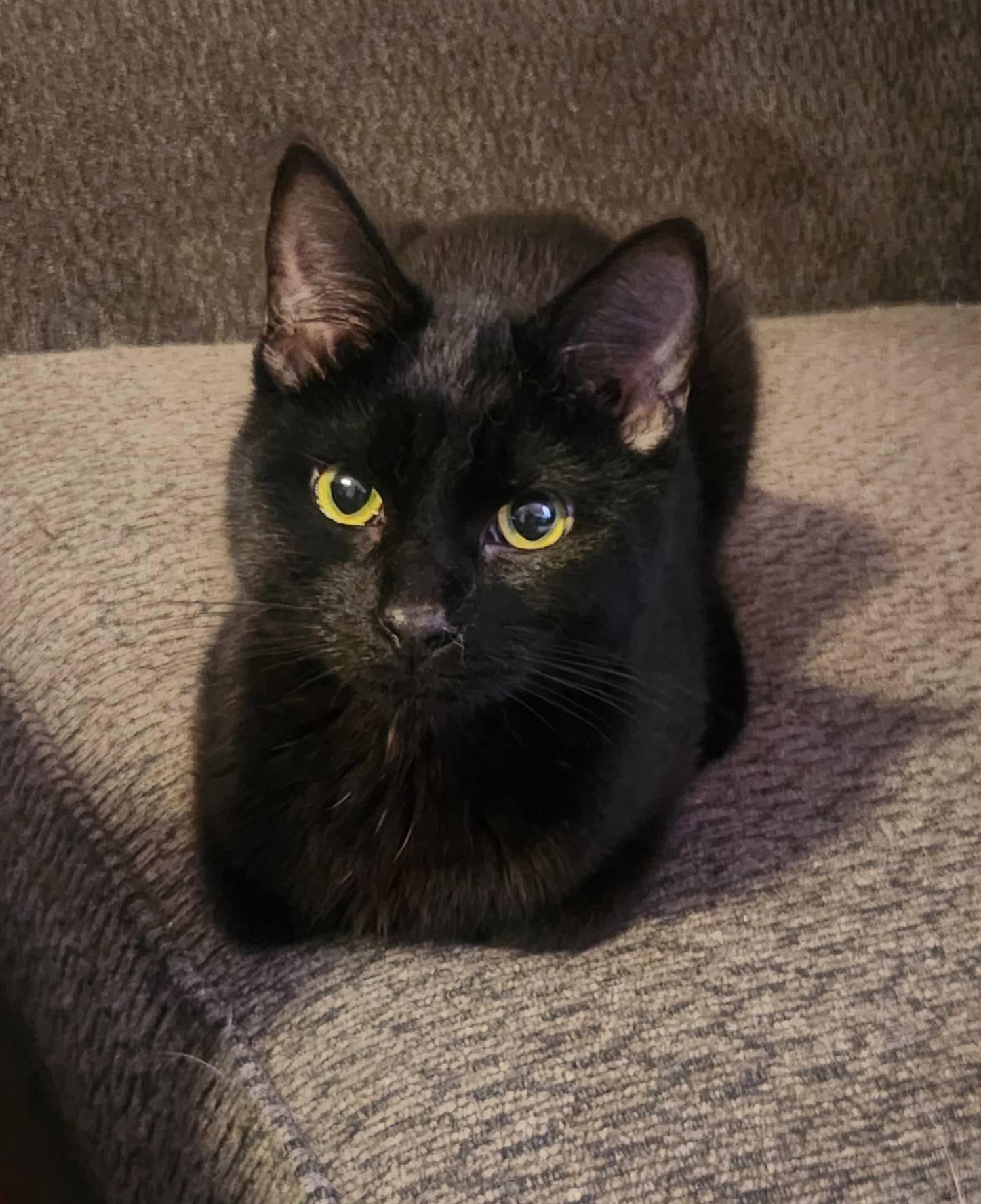 Dancer the Prancer, Young Male Domestic Short Hair
