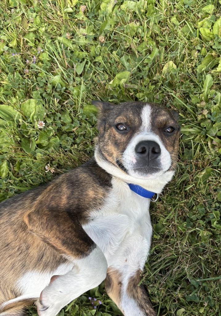Enlarge Sprout, a Adoptable mixed breed in Medford, WI image 1/1