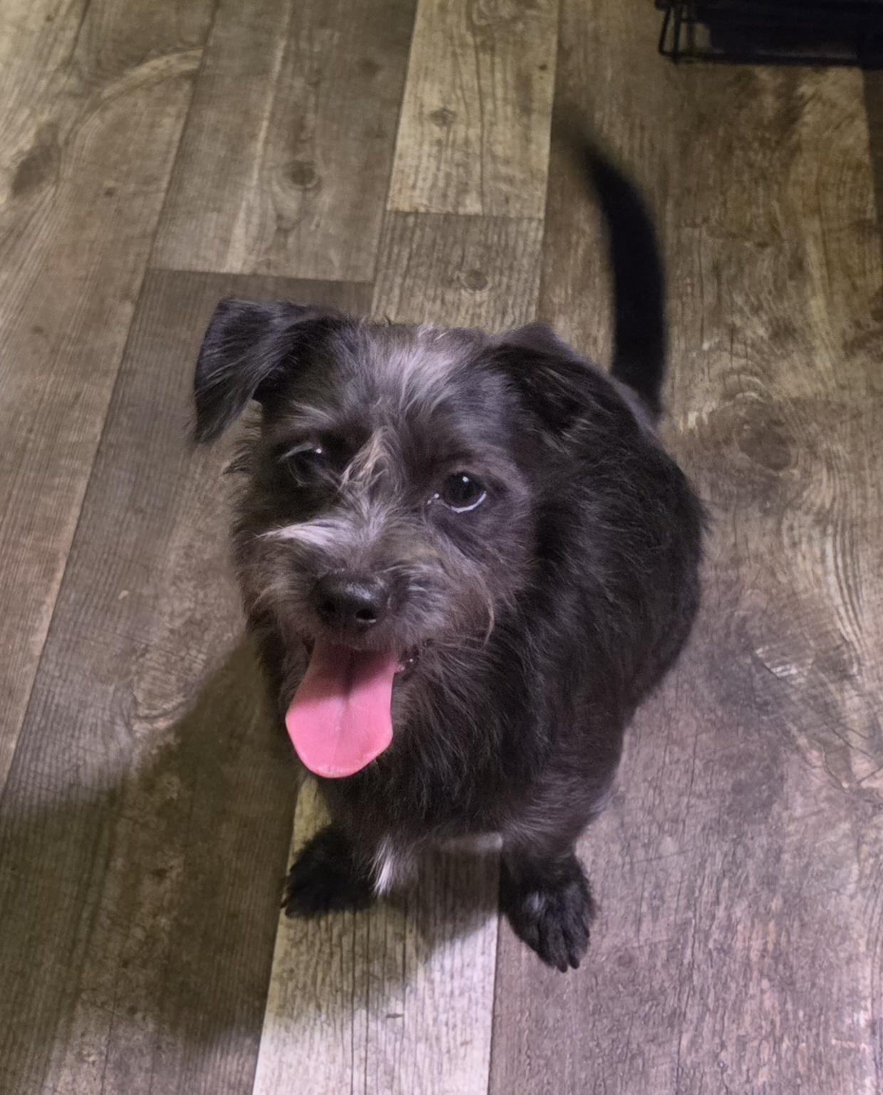 Enlarge Martin, a Adopted mixed breed in Katonah , NY image 3/3