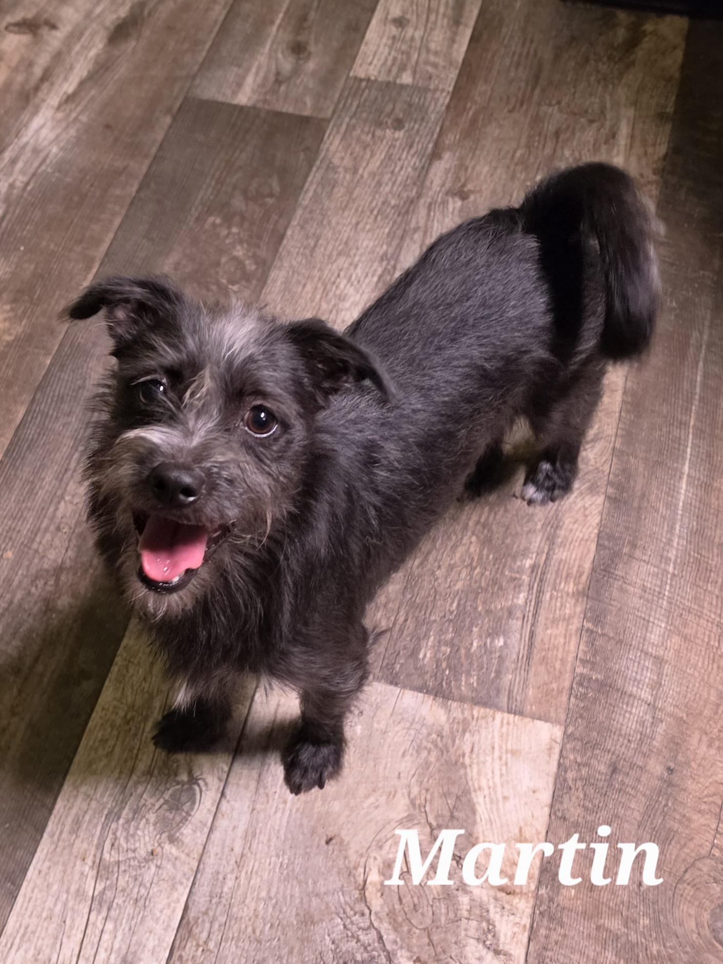Martin, Adopted, Young Male Miniature Schnauzer & Terrier.