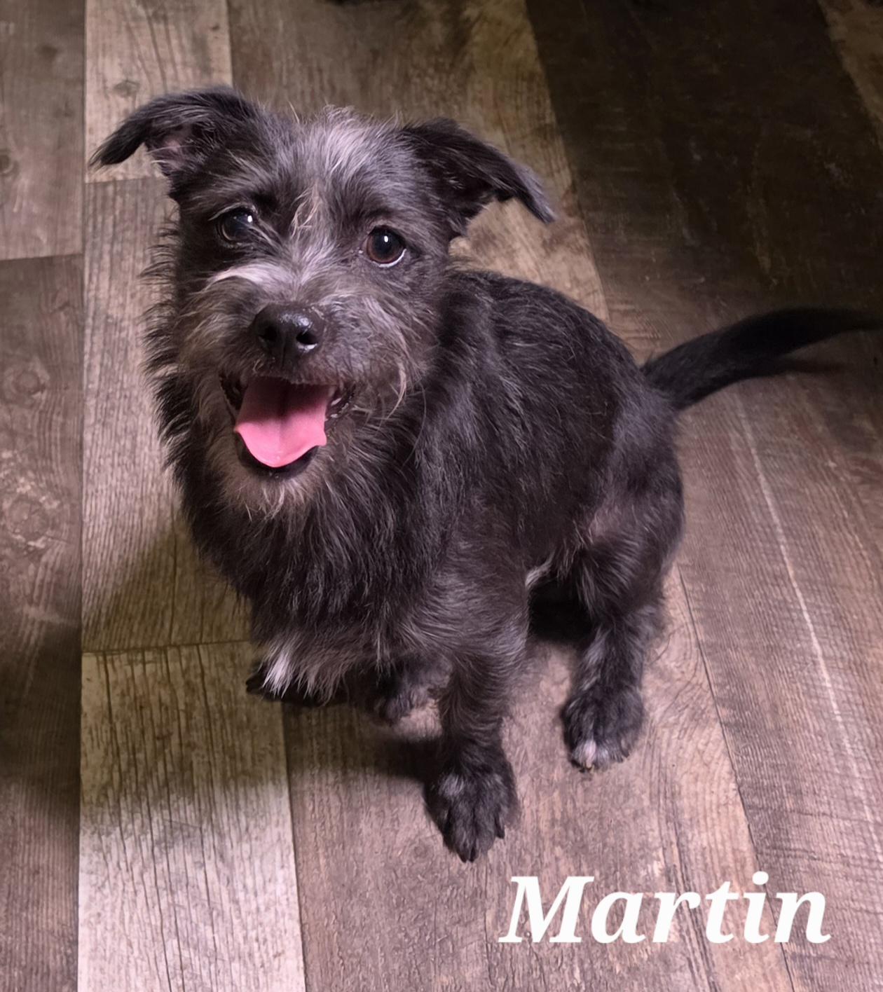 Enlarge Martin, a Adopted mixed breed in Katonah , NY image 2/3
