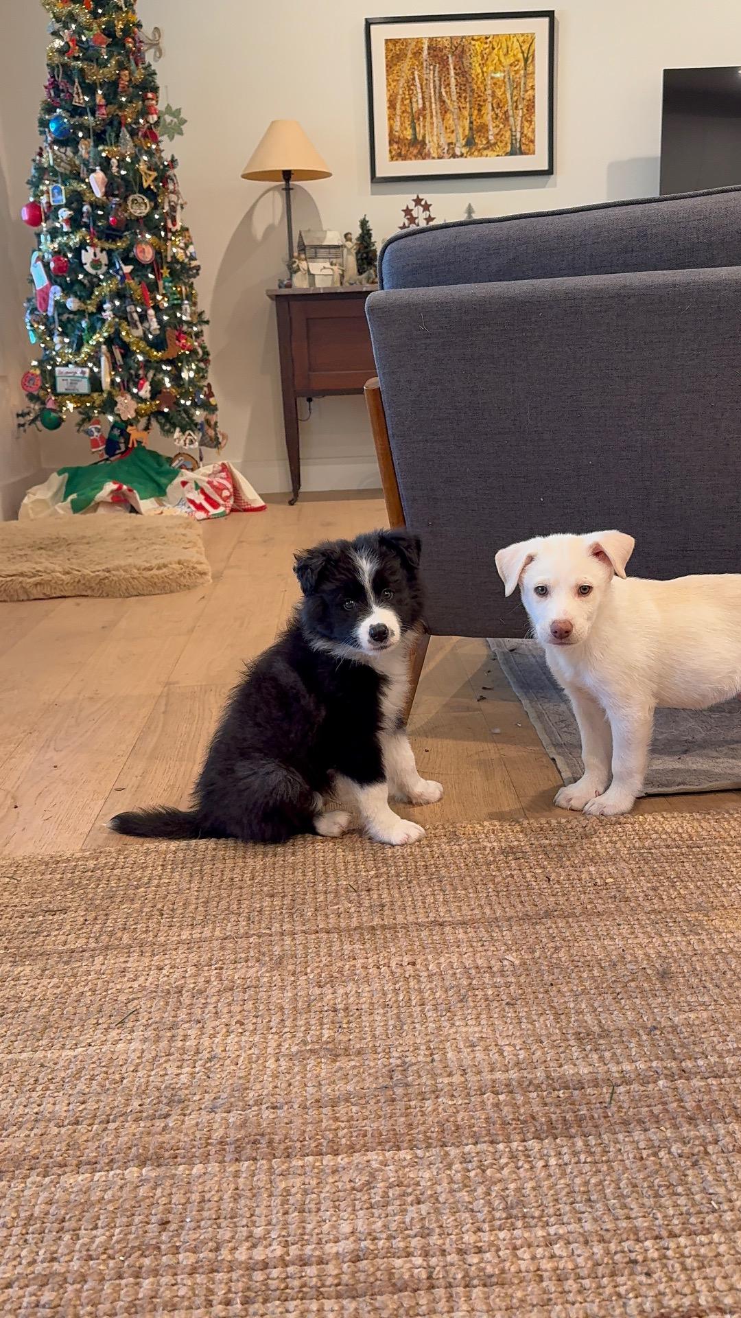 Socks And Marshmallow thumbnail 3