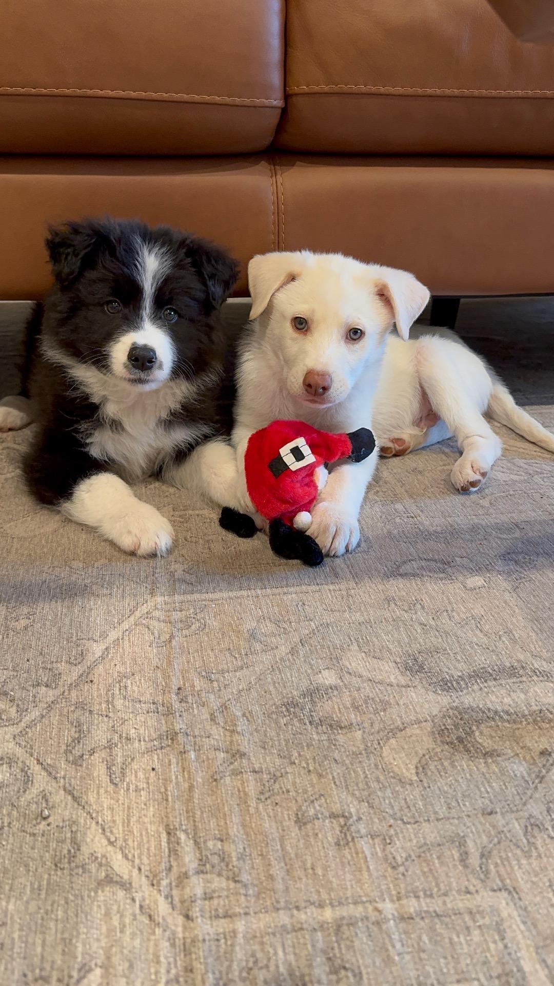 Socks And Marshmallow