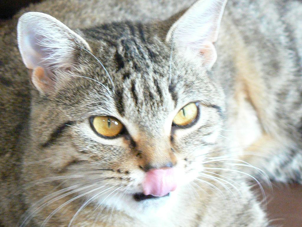 Pumpkin, Adoptable, Young Female Domestic Short Hair.