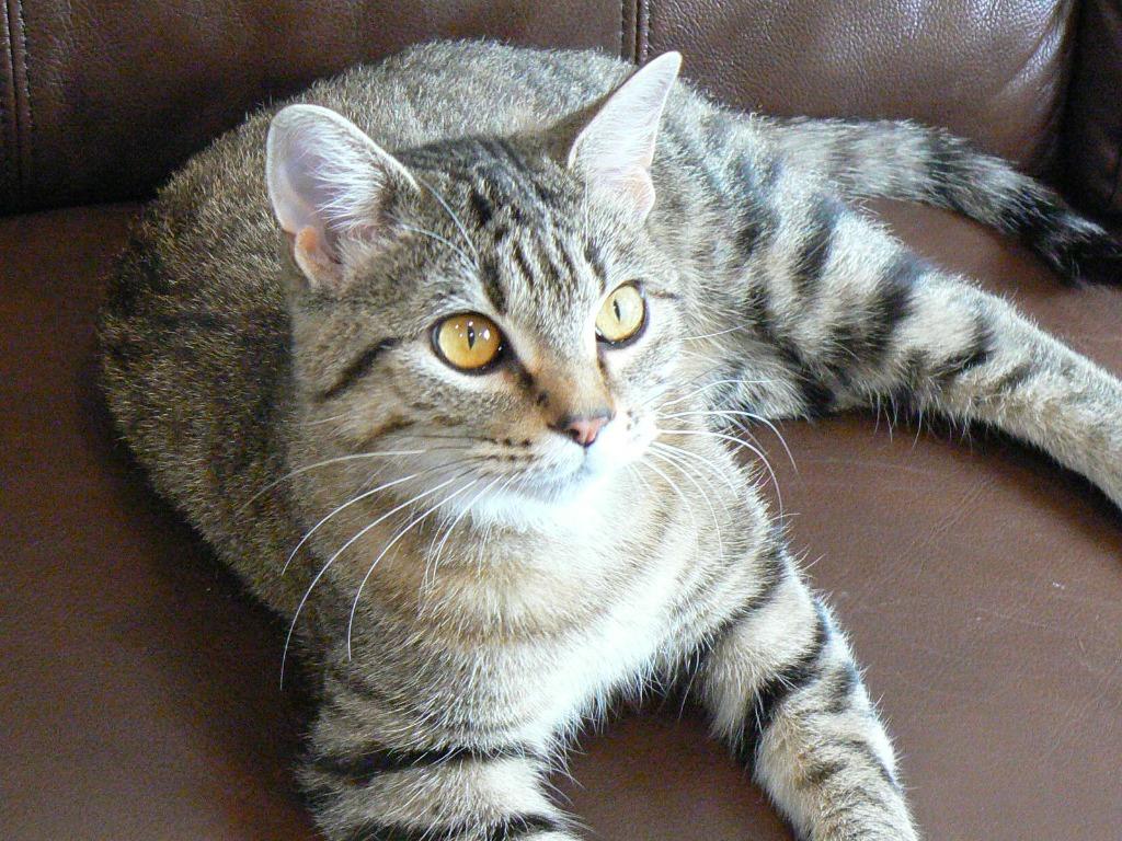 Enlarge Pumpkin, a Adoptable mixed breed in Grand Rapids, MN image 3/6
