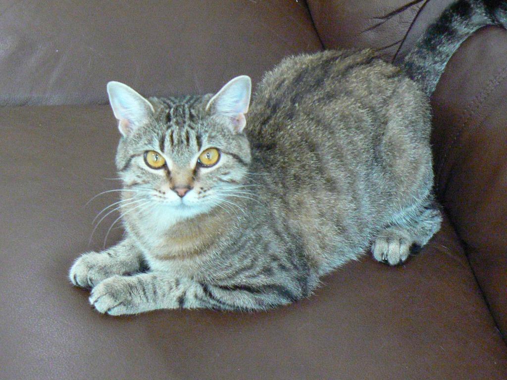 Enlarge Pumpkin, a Adoptable mixed breed in Grand Rapids, MN image 4/6