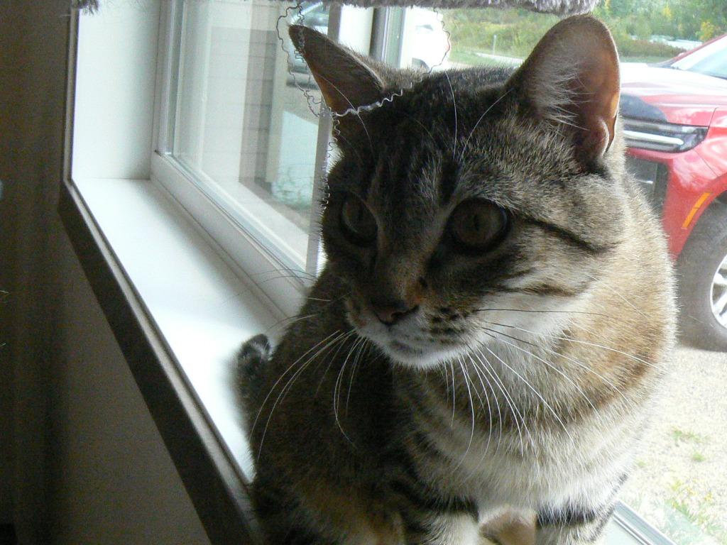 Enlarge Pumpkin, a Adoptable mixed breed in Grand Rapids, MN image 5/6