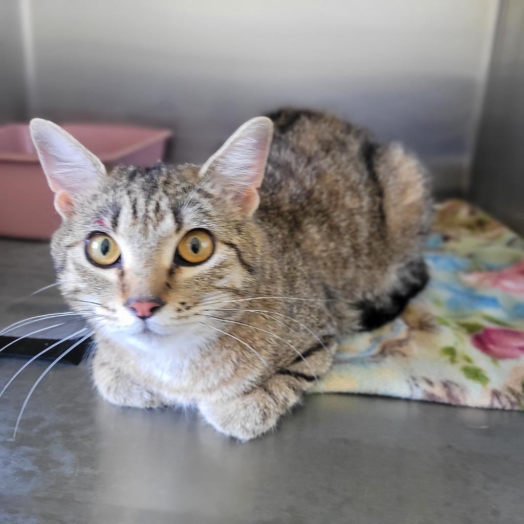 Pumpkin, Adoptable, Young Female Domestic Short Hair.